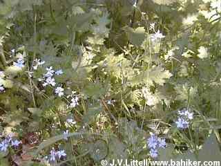 Woodland star photo