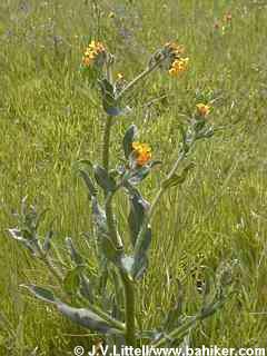 Fiddlenecks