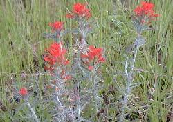 Paintbrush photo