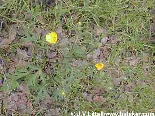 California buttercup photo