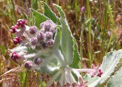 Milkweed