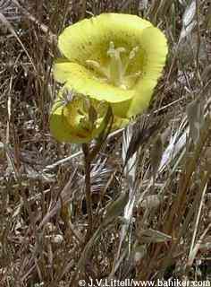 Mariposa lily photo