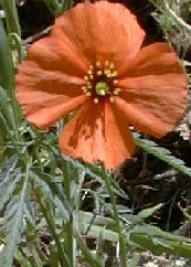 Wind poppy photo