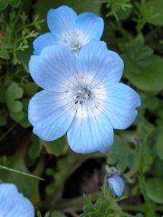 Baby blue-eyes photo