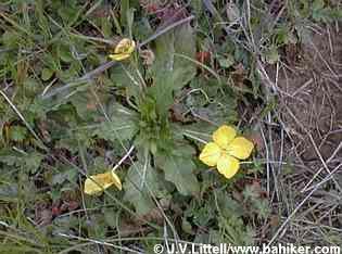 Suncups photo