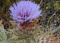 Cardoon