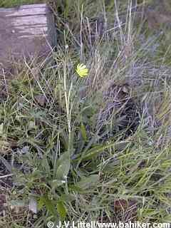 California buttercup photo