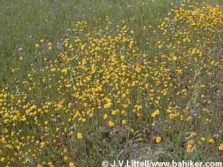 Goldenfields photo