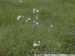 Woodland star photo