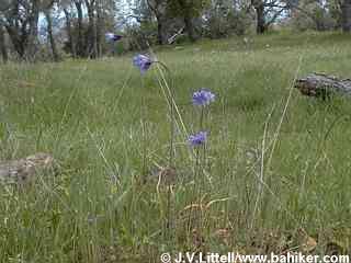 Bluedicks photo