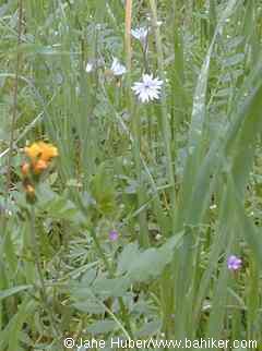 Woodland star