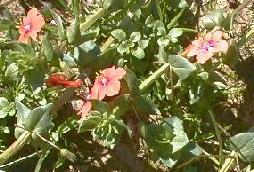 Scarlet pimpernel photo