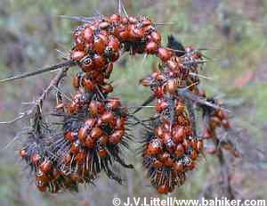 Ladybugs