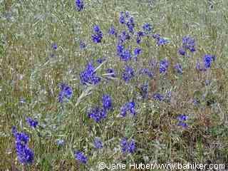 Larkspur