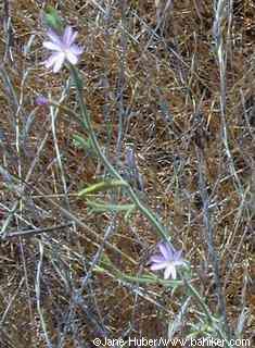 Panicled willowherb