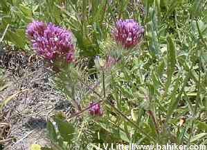 Owl's clover photo