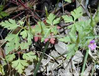Robert geranium