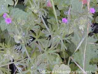 Cutleaf geranium