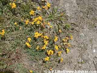 Birdsfoot lotus