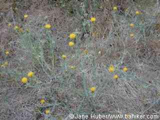Yellow star thistle