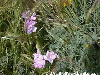 Checker-blooms photo