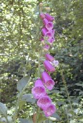 Foxglove