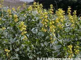 False lupine photo