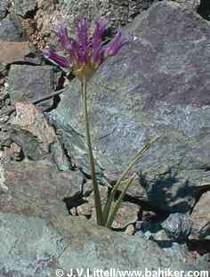 Sickleleaf onion photo