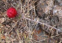 Venus thistle