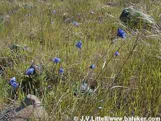 Bluedicks photo
