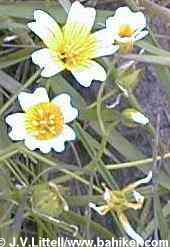 Meadowfoam photo