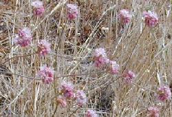 Buckwheat