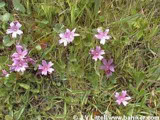 Checker-bloom flowers