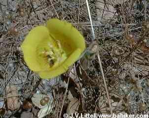 Yellow mariposa lily