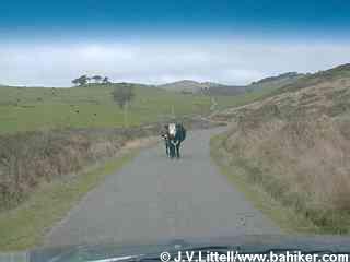Cows on the road