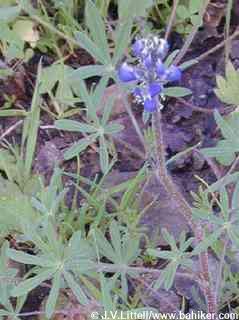 Blue and white lupine