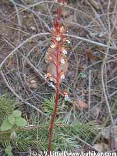 Spotted coralroot photo