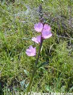 Checkerbloom