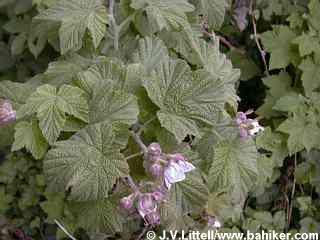 Thimbleberry photo