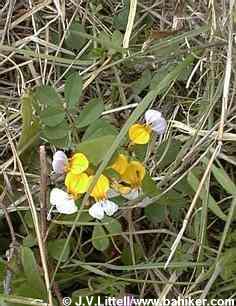 Trefoil photo