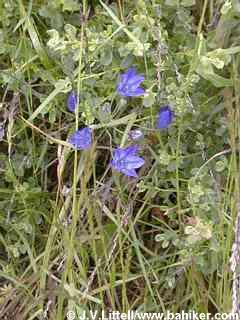 Ithuriel's spear photo