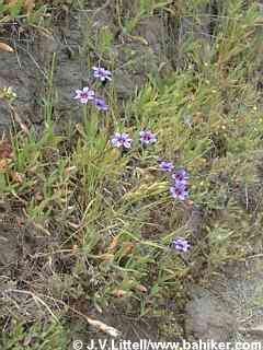 Blue-eyed grass photo
