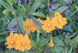 Monkeyflower
