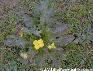 Suncups photo