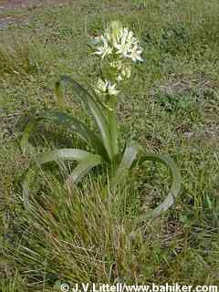 Fremont's camas photo