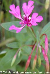 red ribbon clarkia