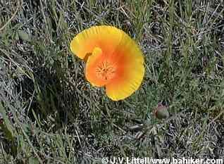 Poppy photo