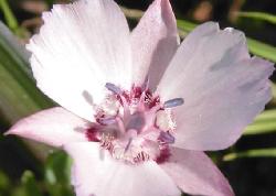 Oakland star tulip