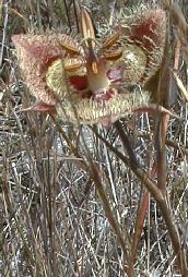 Tiburon mariposa lily photo