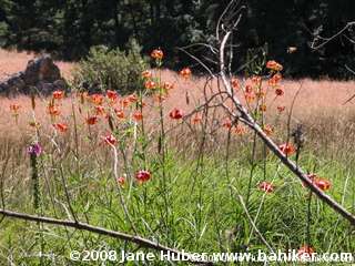 Leopard lily photo